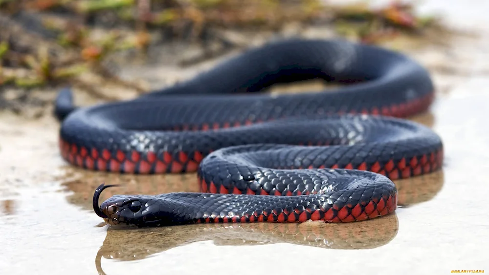 Poisonous mamba snake