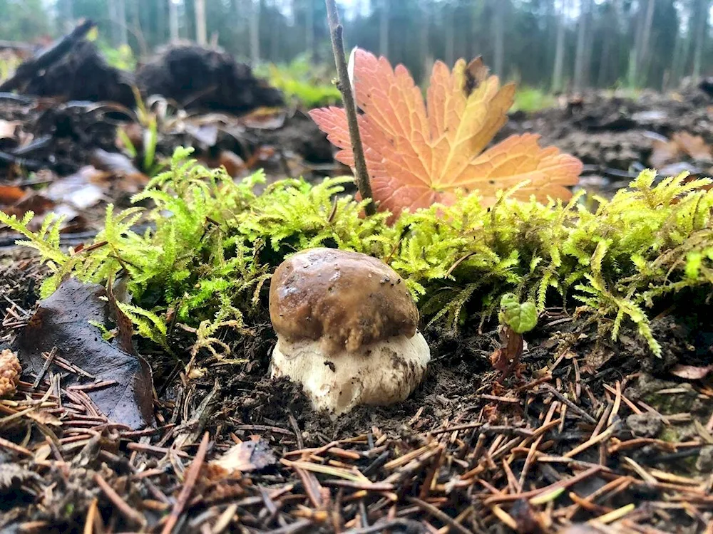 Amanita muscaria