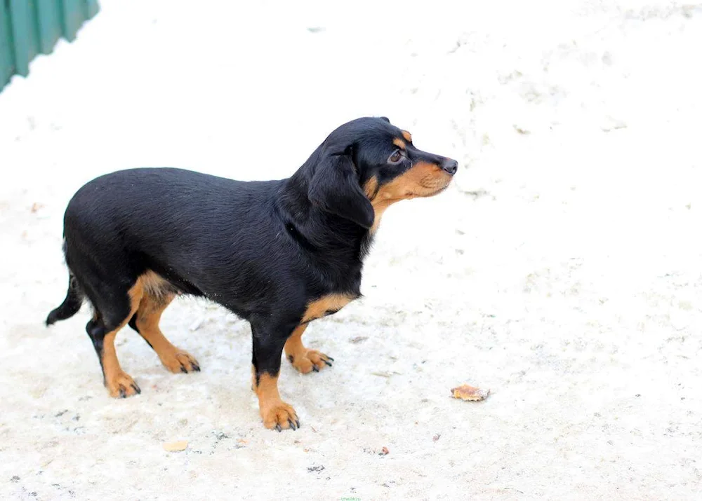 Beagle and dachshund métis