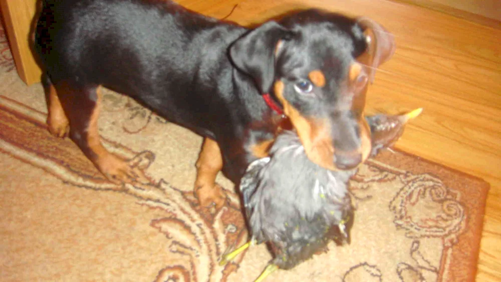 Pinscher Harlequin métis