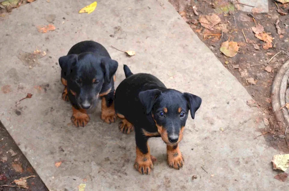 Doberman pinscher chocolate