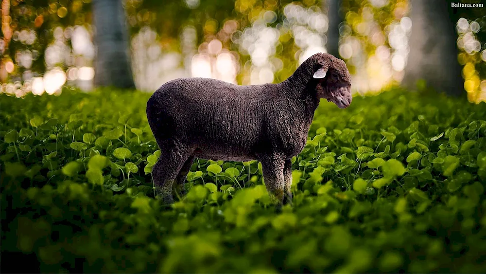 Cloud lambs