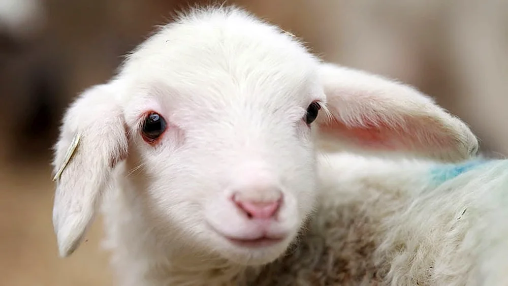 Beautiful goat kids