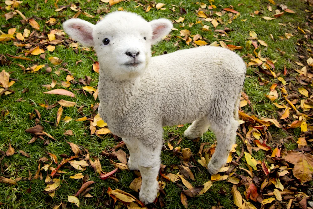 Lamb