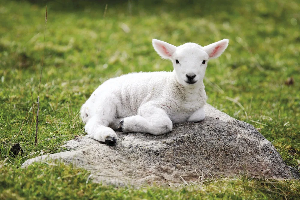 Cameroon dwarf sheep