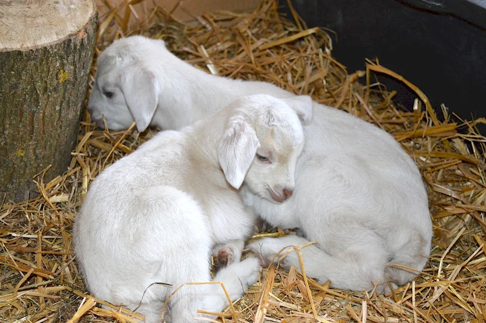 Lop-eared sheep