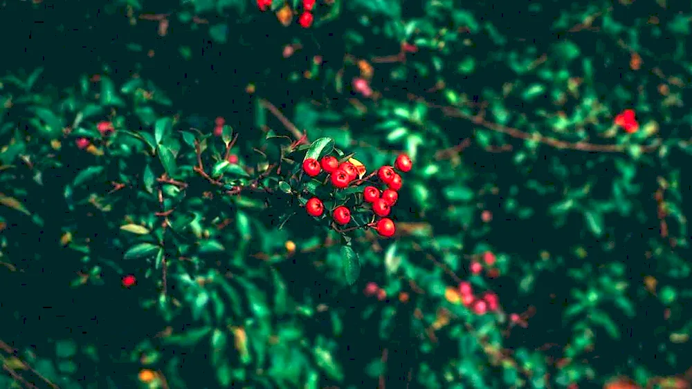 Lingonberries on the shrubbery
