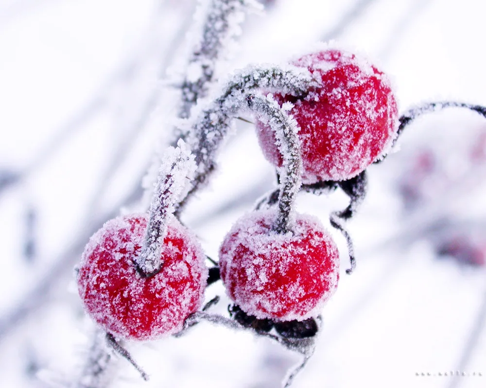 Berries in hoarfrost