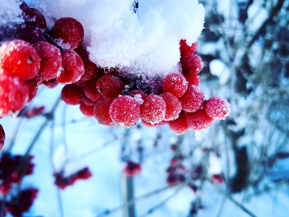 Winter pictures on the snow