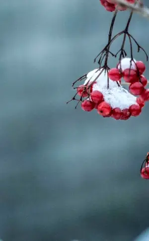 Berries in winter