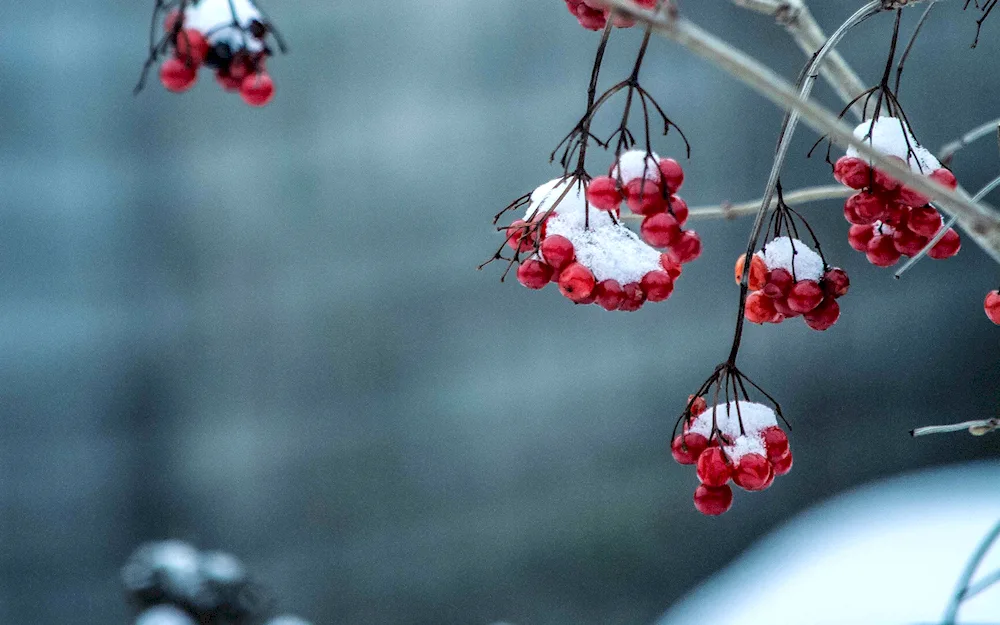 Berries in winter