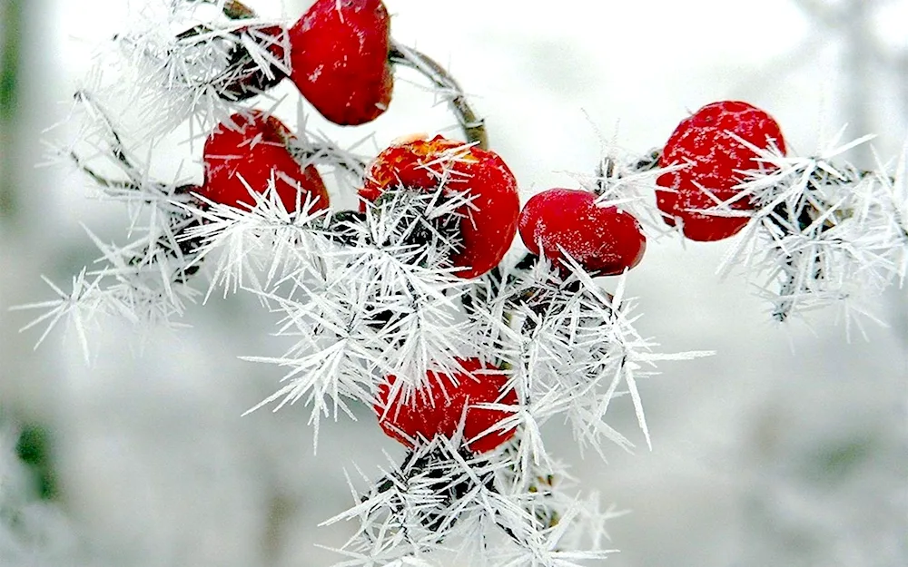 Winter flowers