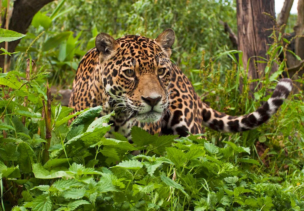 Jaguar Wild