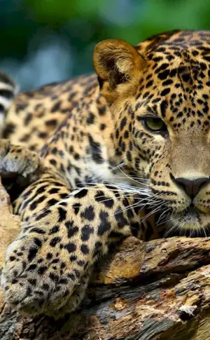 Jaguar Wild Jaguar Wild