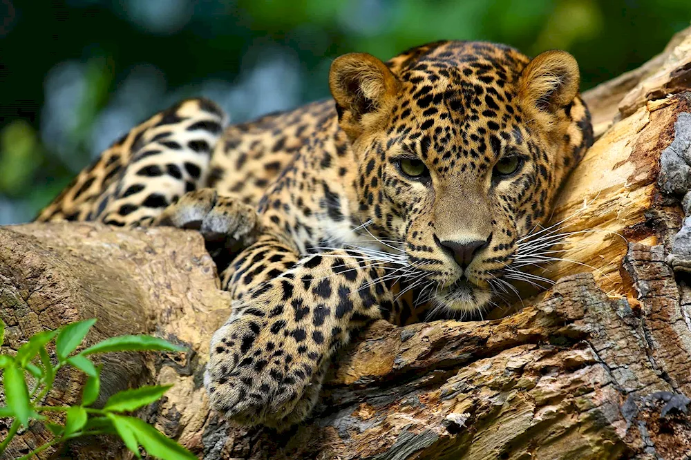 Jaguar Wild Jaguar Wild