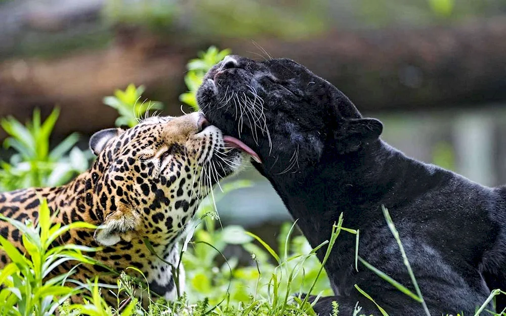 Black panther Jaguar