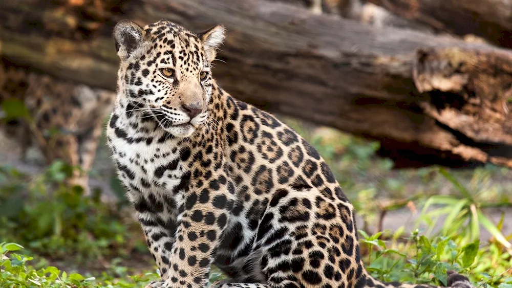 Jaguar animal