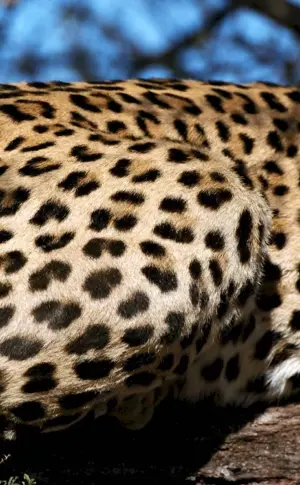 Leopard-coloured jaguar