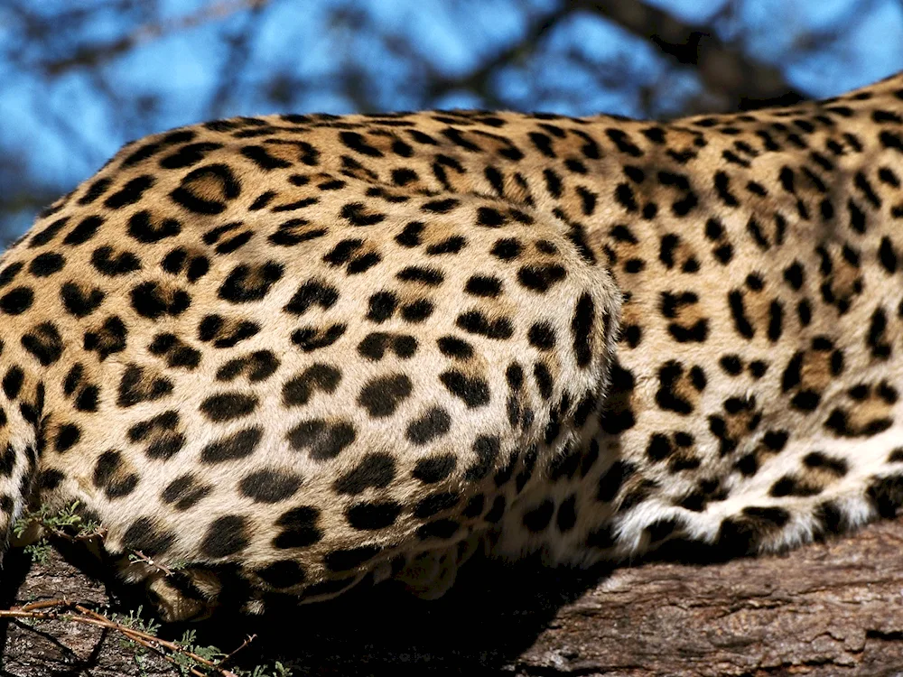 Leopard-coloured jaguar