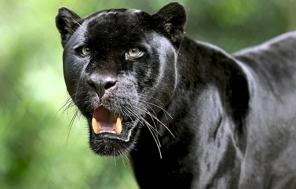 Panther Jaguar on black background