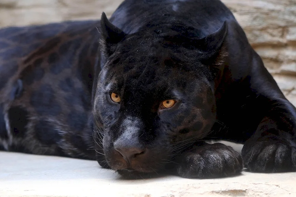 Schwarzer's panther’ 2014 black panther