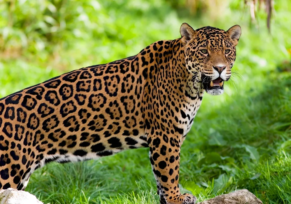 Jaguar Panthera onca