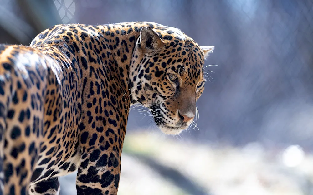 Jaguar and leopard