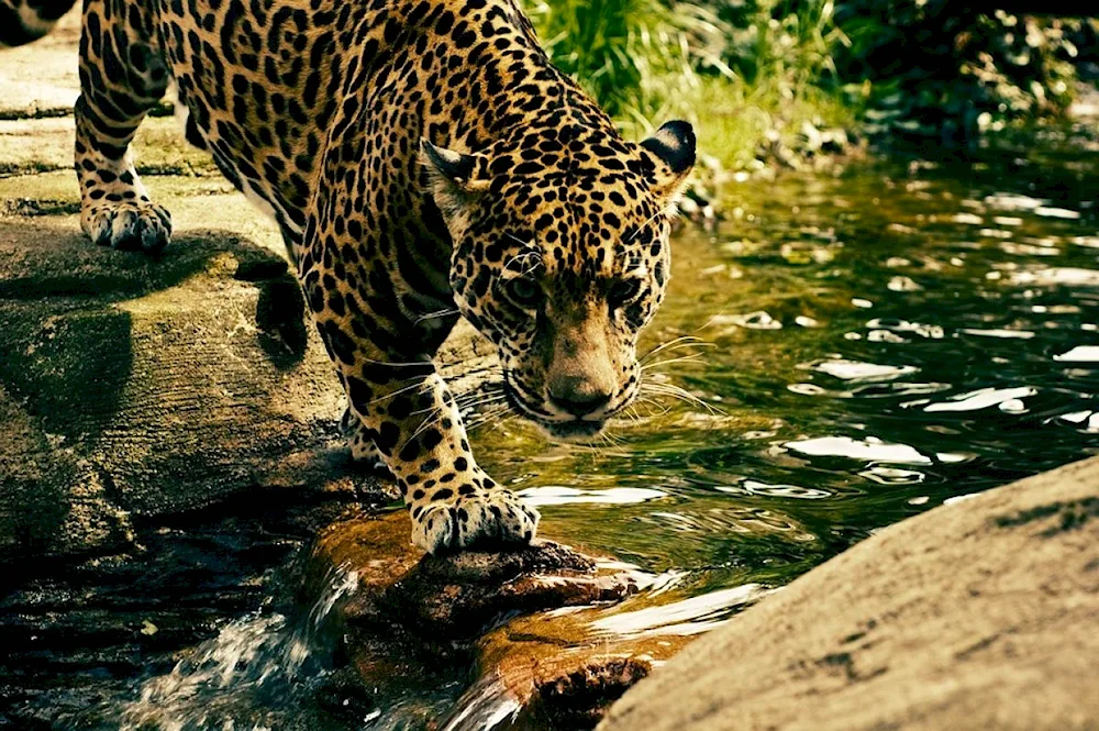 Jaguar animal