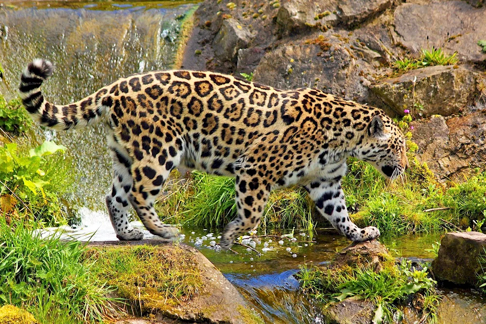 Jaguar animal