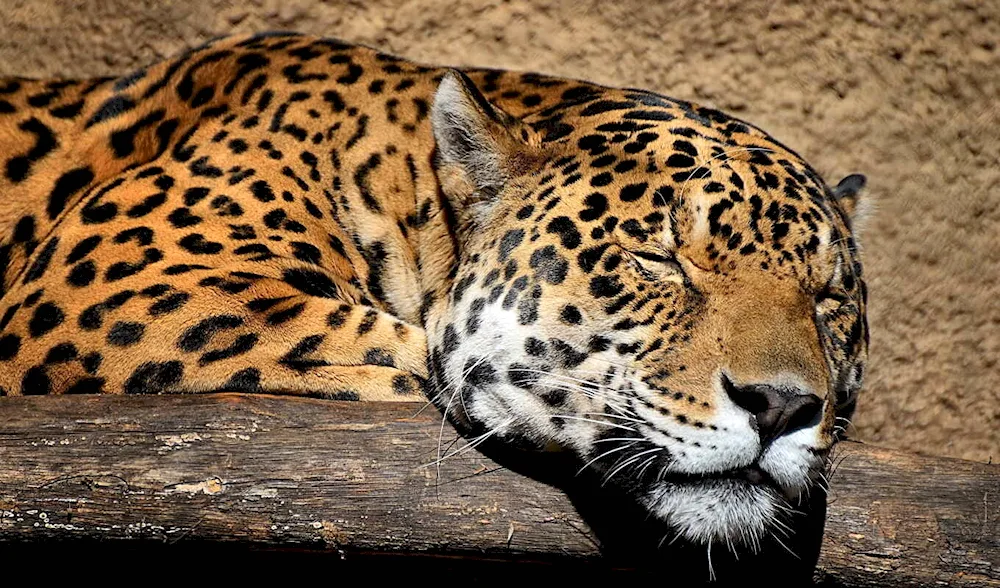 Leopard in Savannah