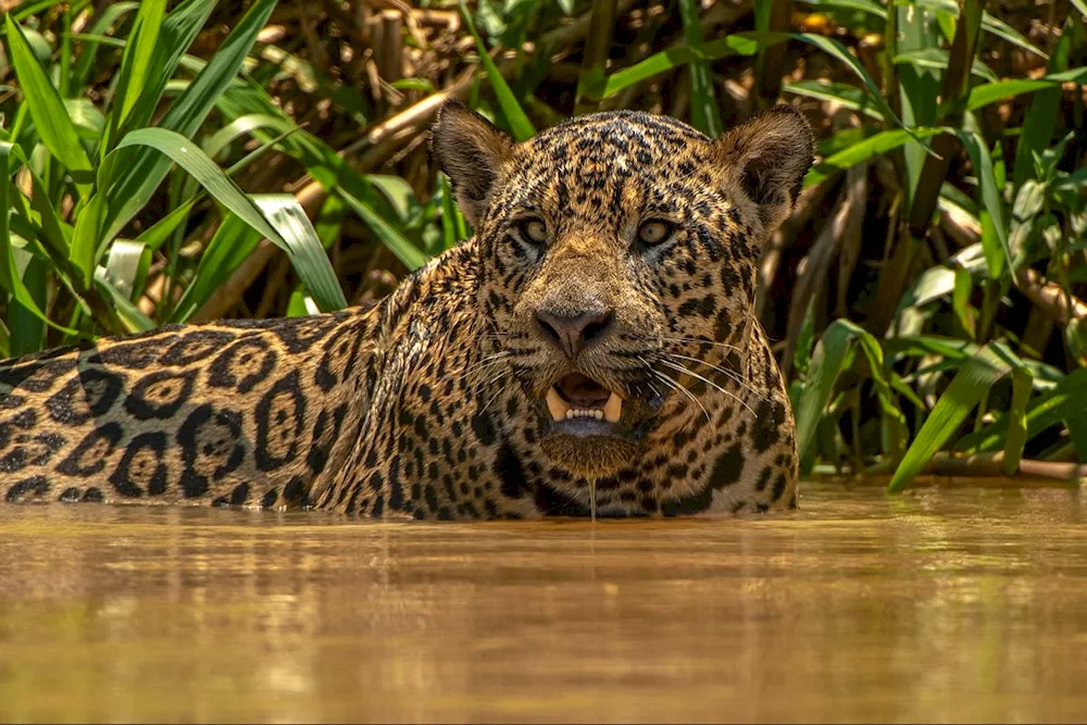 Jaguar animal