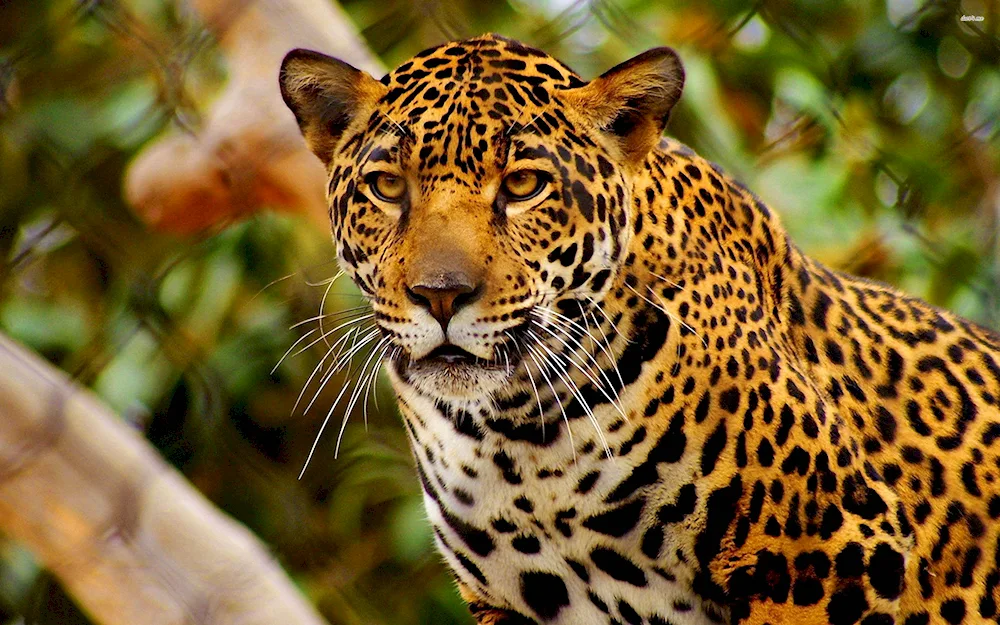 Jaguar animal