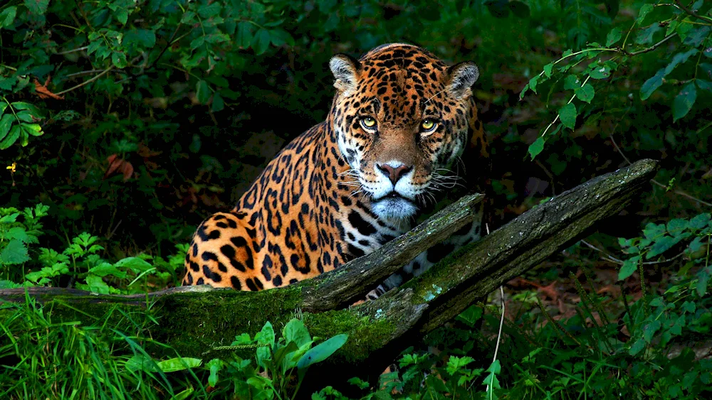 Jaguar animal