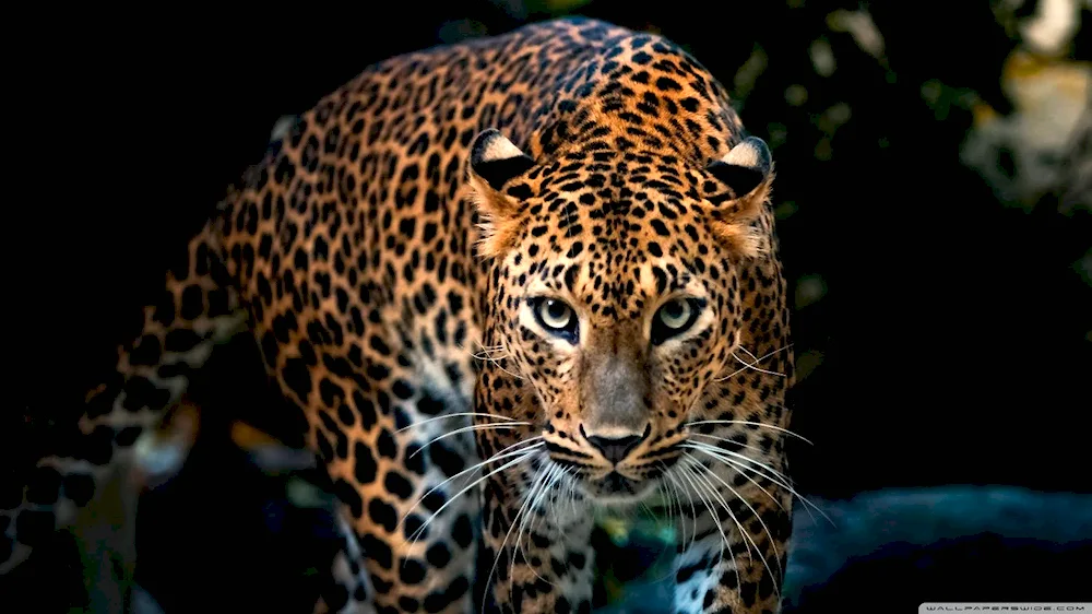 Jaguar animal