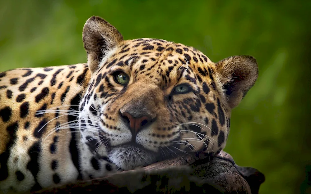 Jaguar animal