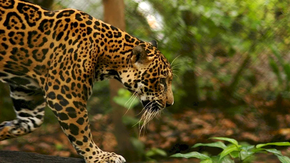 Jaguar animal