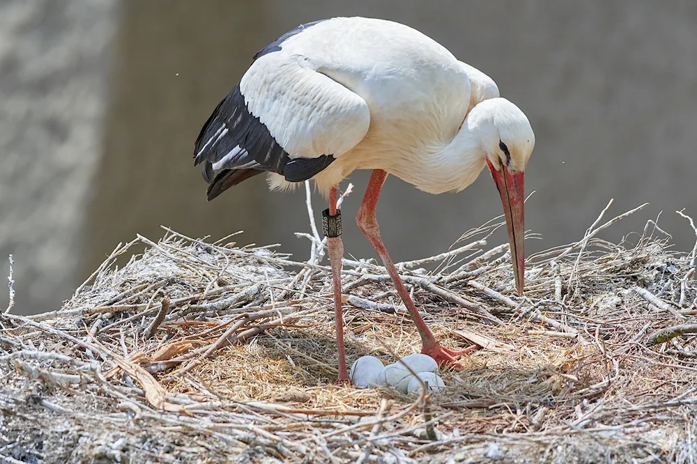 White stork bird
