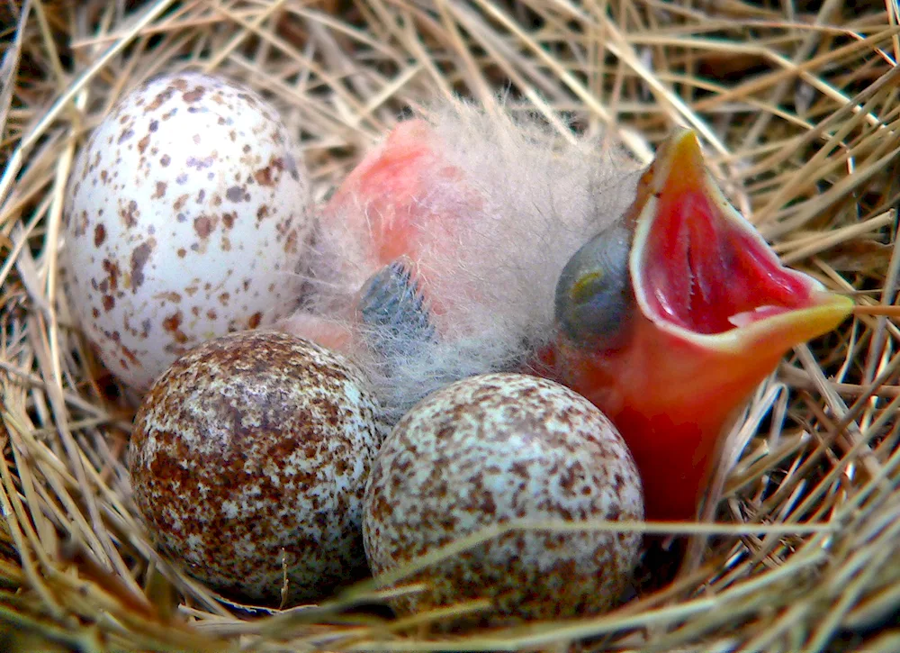 Wild bird eggs