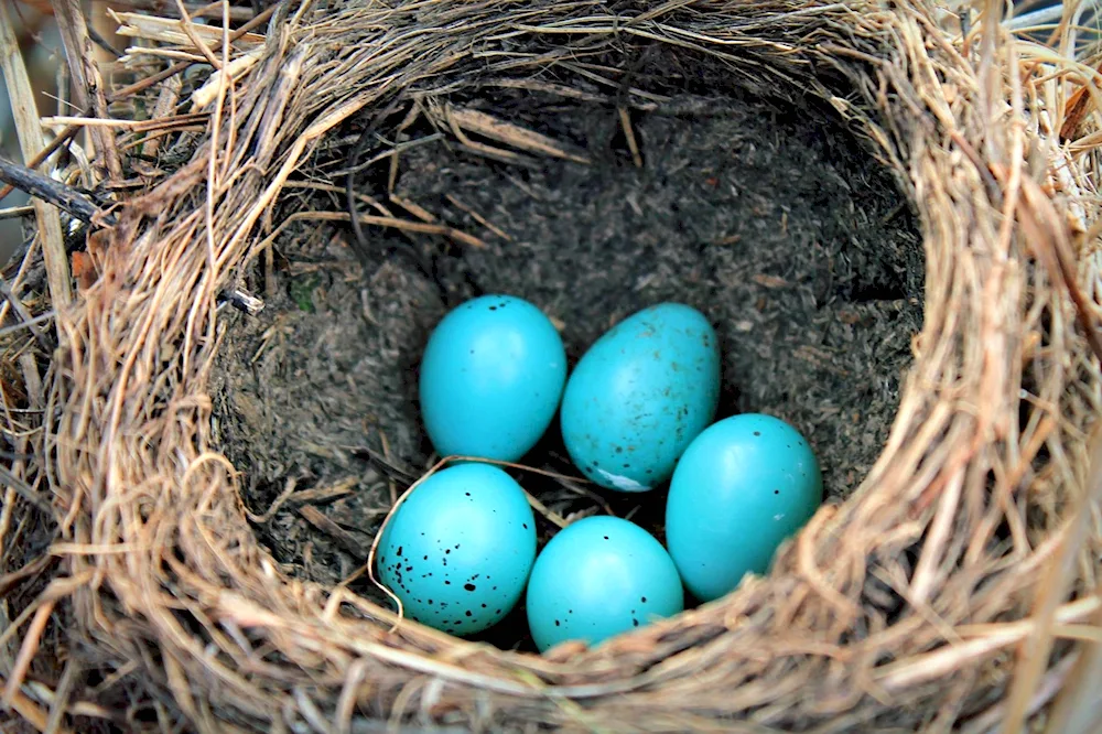 Spotted bird eggs