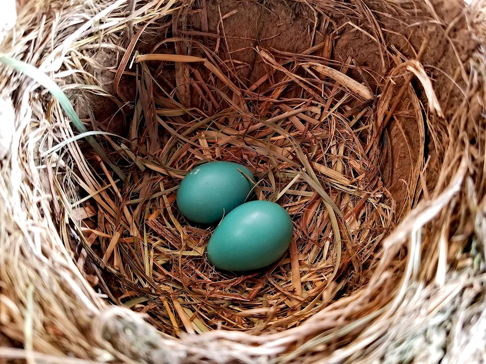 Bird eggs