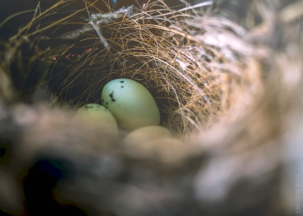 Sarych's nest with eggs