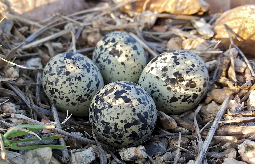 Sarych's nest with eggs