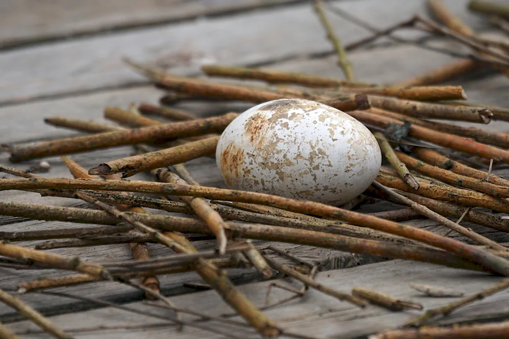 Swan incubating eggs