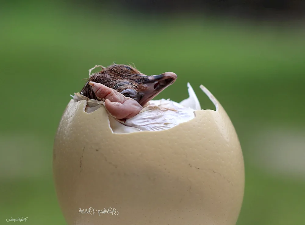 Piping plover's egg