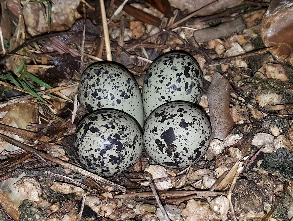 Bird eggs