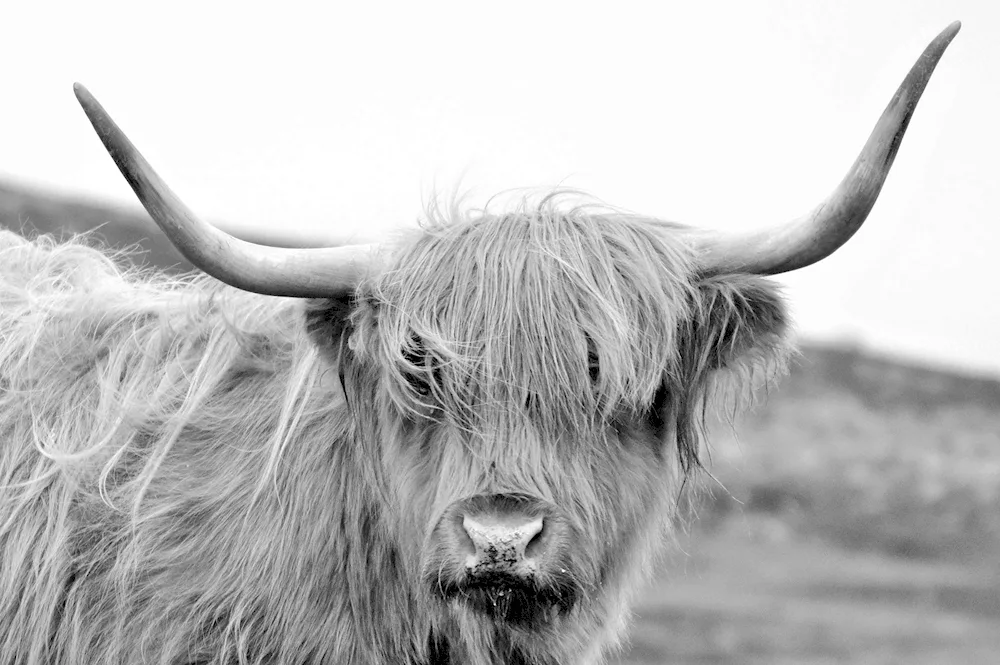 Yak animal