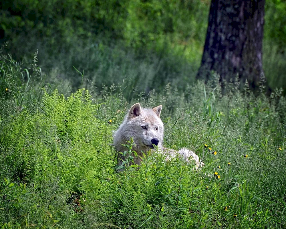 Yakutsk Tundra Volk