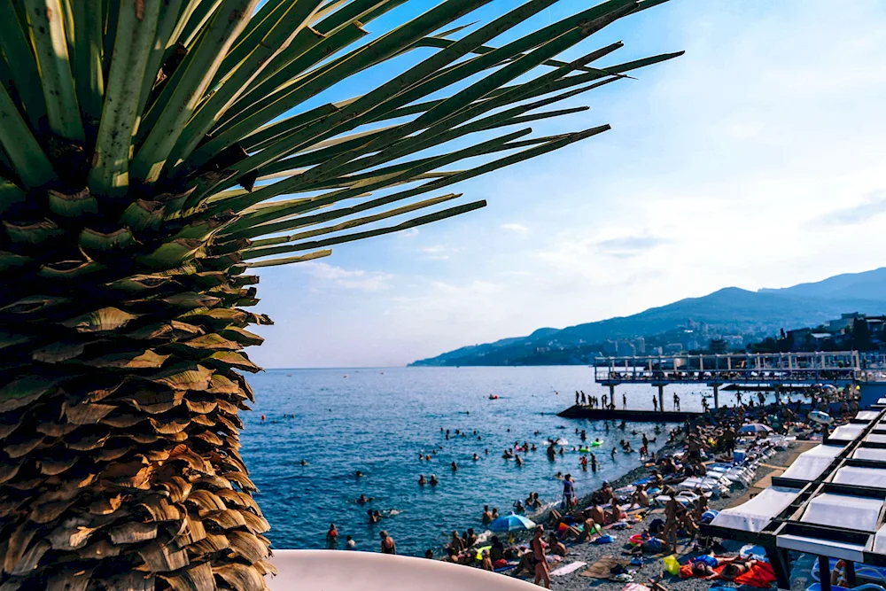 Phinic Palm in Sochi