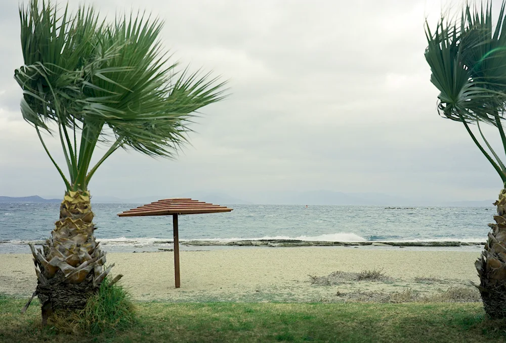 Yalta palms