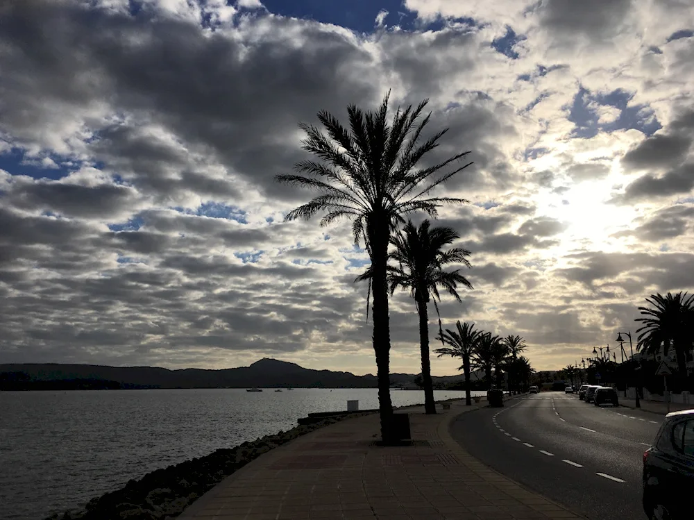 Yalta palms